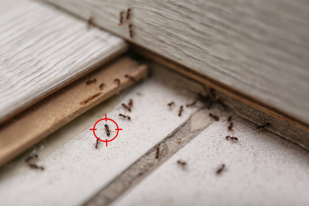 Best Affordable Pest Control Services  in Stateburg, SC